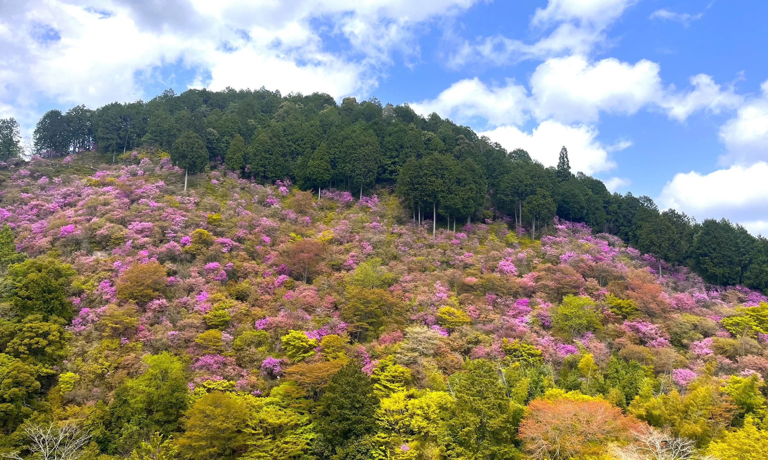 アクリル画　午後の陽光　　　　　　３色のツツジ　春の花 サツキ 花蓮光の通販 苗木部 By 花ひろばオンライン